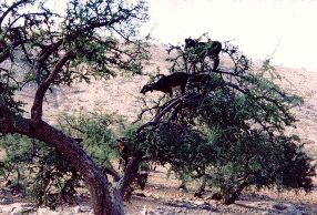 Nesting Goats